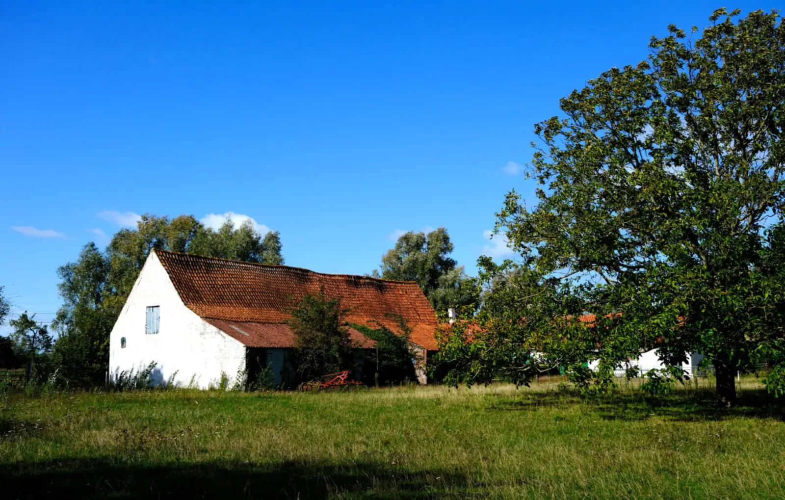 Oude witte boerderij met rood pannendak, een grote boom en een weide in het Vlaamse land bij De Panne